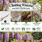 A promotional graphic for a 'Climbing Wisteria Bare Root Planting Guide' by Small Roots Big Vines Beautiful Blooms, featuring four numbered steps: what you receive, soak, plant, and enjoy the blooms, set against a background of blooming purple wisteria.