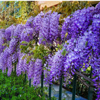 Vibrant purple wisteria blossoms cascade on 6-18 inch climbing vine trellis