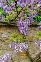 Purple wisteria blossoms cascade on 6-18 inch climbing vine against stone wall