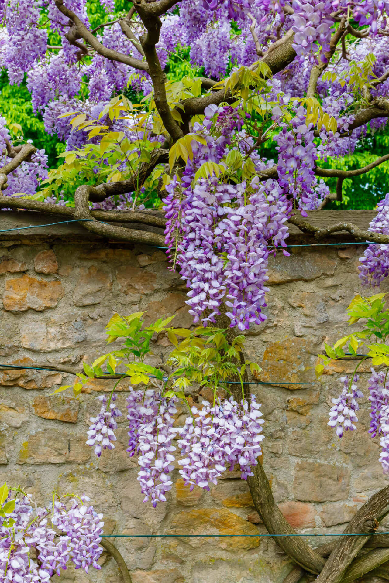 Purple wisteria blossoms cascade on 6-18 inch climbing vine against stone wall