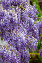 Climbing wisteria vine 6-18 inch with lush purple blossoms hanging from branches