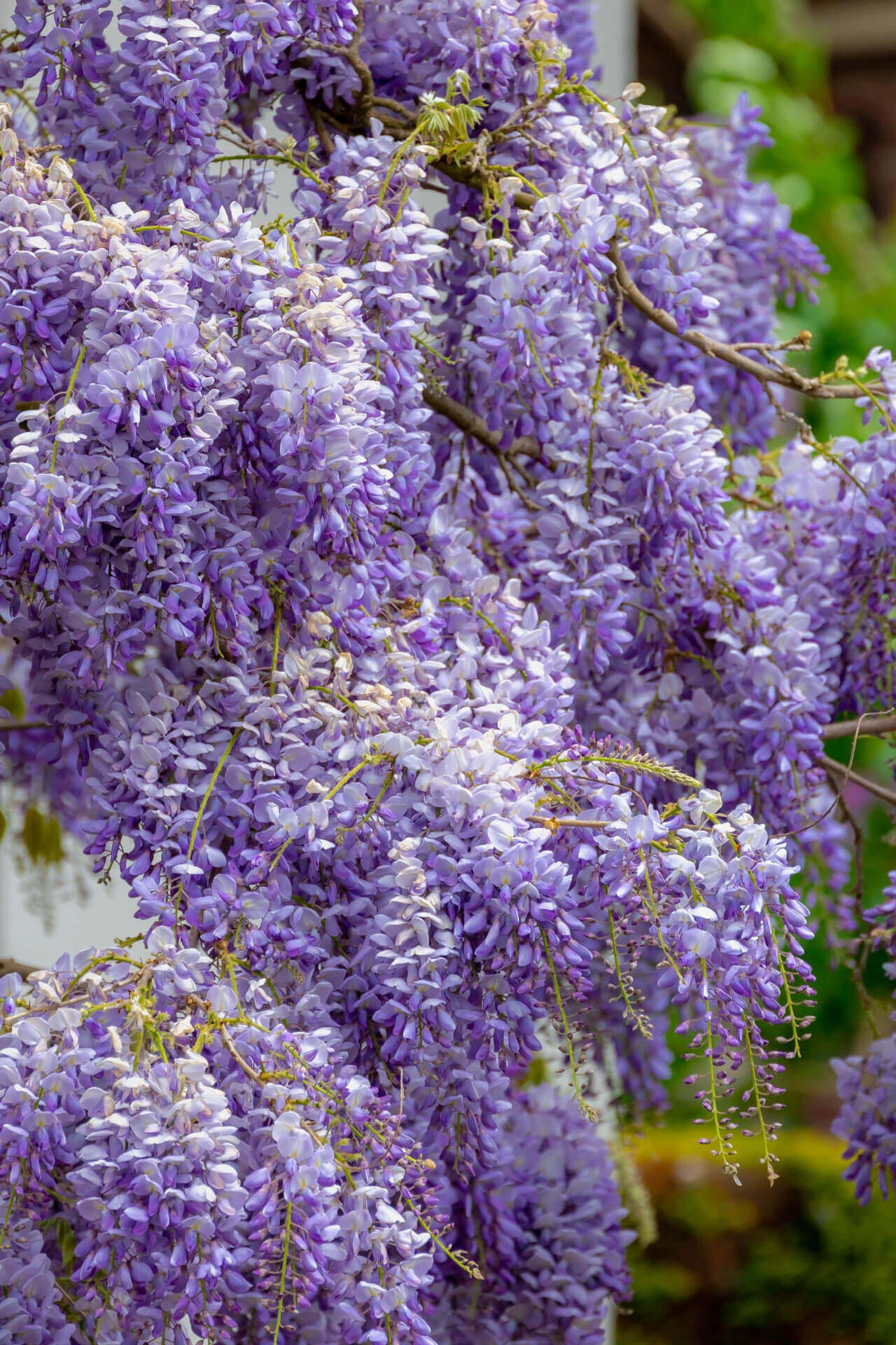 Climbing wisteria vine 6-18 inch with lush purple blossoms hanging from branches