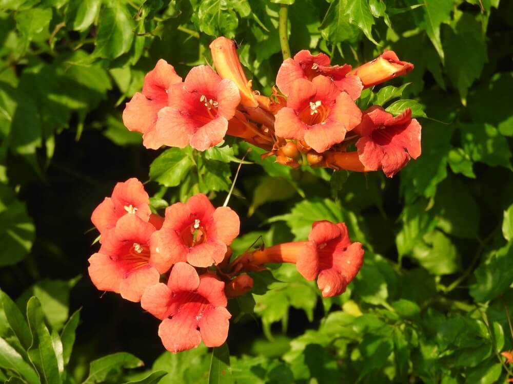 Vibrant coral-pink trumpet-shaped flowers with delicate white stamens, growing in clusters on a lush green vine.