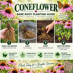 A promotional graphic for a Coneflower Bare Root Planting Guide, featuring four numbered steps: receiving live bare roots, soaking in water, planting in soil, and enjoying a new growth return in spring. The background is filled with pink coneflower blossoms and a butterfly, with text highlighting pollinator-friendly qualities and natural beauty.