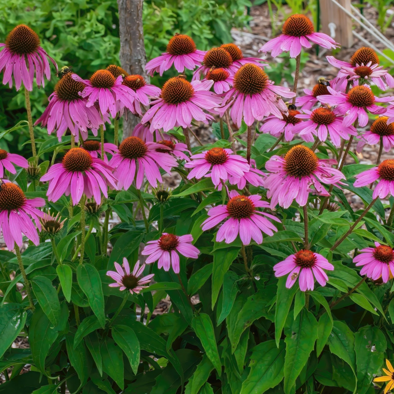 Vibrant pink coneflower plant with orange centers and green foliage