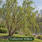 Willow Trees