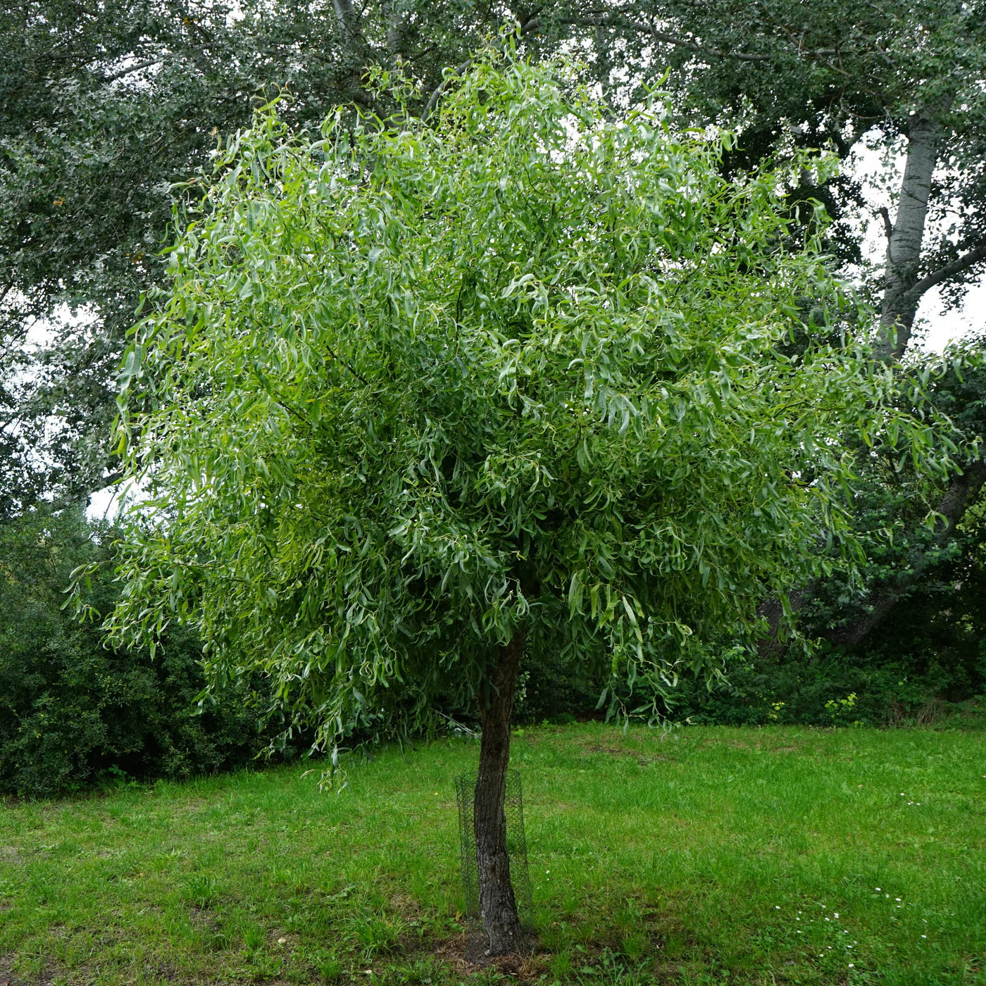 Lush green weeping willow tree with cascading leaves, Corkscrew Willow Shrub