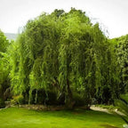 Vibrant green corkscrew willow shrub with lush cascading branches