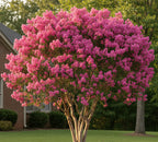 Pink crepe myrtle - tn nursery