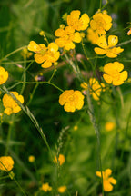 Creeping buttercup plant: bright yellow flowers swaying in sunlit meadow