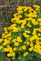 Vibrant creeping buttercup plant with yellow five-petaled flowers and green leaves