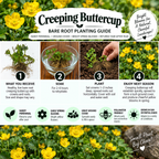 A bare root planting guide poster for Creeping Buttercup featuring step-by-step instructions, before-and-after photos of yellow flowers, and care information on a green background with flower imagery.