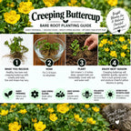 A bare root planting guide poster for Creeping Buttercup featuring step-by-step instructions, before-and-after photos of yellow flowers, and care information on a green background with flower imagery.
