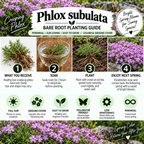 A comprehensive bare root planting guide for Phlox subulata (Creeping Phlox) featuring four illustrated steps: what the buyer receives, soaking the root clump, planting, and enjoying the spring blooms. The guide is decorated with photos of pink flowers and green foliage, with key features listed at the top and bottom.