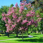 Vibrant pink crepe myrtle shrub tree with lush green foliage in sunlit park