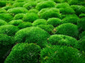 Vibrant green fluffy Cushion Moss balls densely packed together