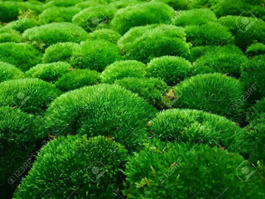 Vibrant green fluffy Cushion Moss balls densely packed together