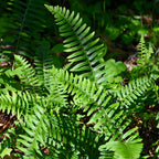 Christmas fern with vibrant green fronds featuring delicate segmented leaves and a natural woodland texture