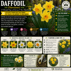 An educational garden sign poster about Daffodil (Narcissus), featuring bright yellow and white flowers, detailed text about care, varieties, and benefits, with a TNursery.net logo at the bottom.