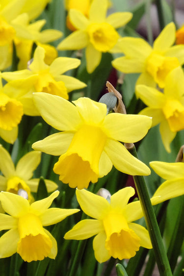 Bright yellow daffodils with trumpet blooms on green stems, Daffodil Plant