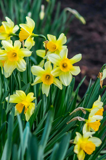 Vibrant yellow daffodil plant with white petals, orange centers, green foliage