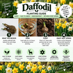 A Daffodil Planting Guide infographic with text and four numbered steps, plus a grid of yellow daffodil flowers. The guide includes tips on what you receive, soaking bulbs, planting, and enjoying the blooms next spring.