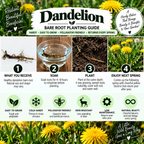 Dandelion Plant