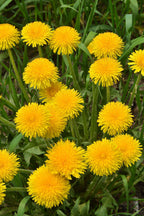 Bright yellow dandelion plant with fluffy radiating petals and green stems