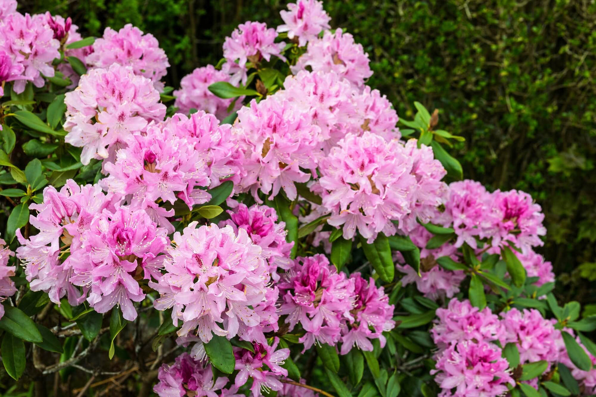 A vibrant cluster of pink rhododendron blossoms with delicate, layered petals and glossy green leaves.