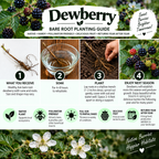 A Dewberry Bare Root Planting Guide infographic with step-by-step instructions, photos of bare roots, a glass of water for soaking, and icons detailing product attributes like native plant status and pollinator friendliness.