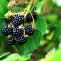 Ripe glossy blackberries on Dewberry Plant vine with unripe berries