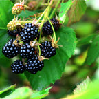 Ripe glossy blackberries on Dewberry Plant vine with unripe berries