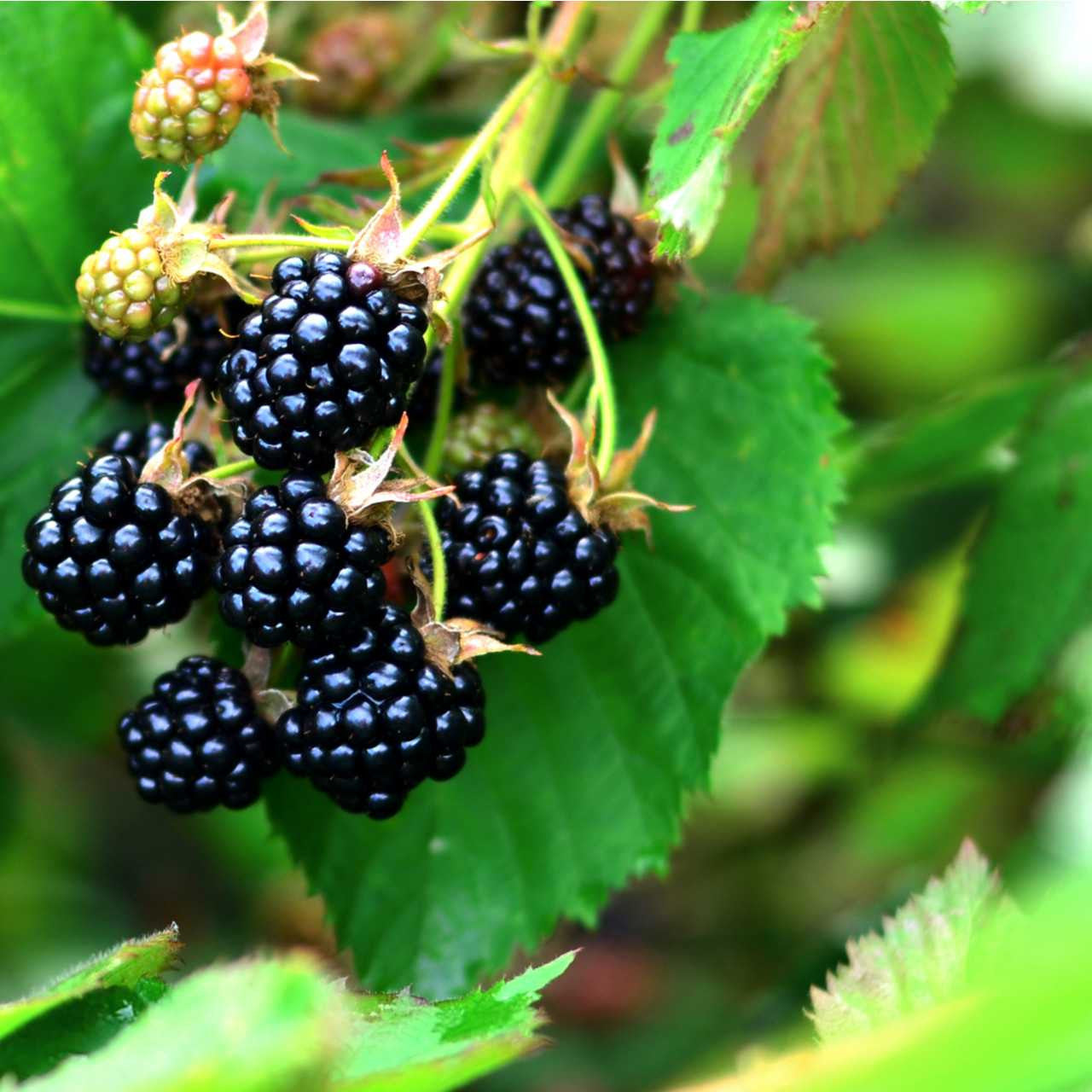 Ripe glossy blackberries on Dewberry Plant vine with unripe berries