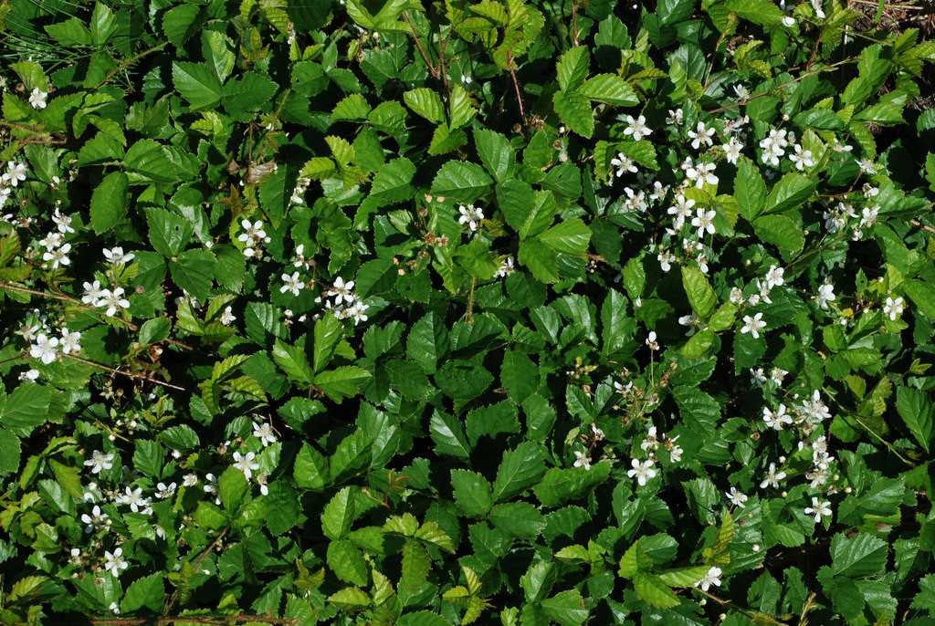 Dewberry plant with dense green leafy ground cover and white flowers