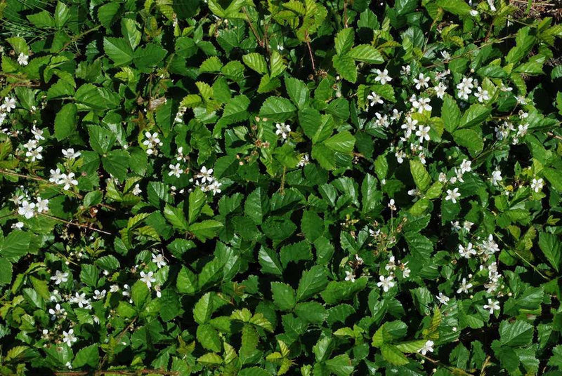Dewberry plant with dense green leafy ground cover and white flowers
