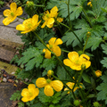 Bright yellow buttercups with green leaves growing in a garden bed.