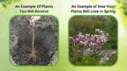 How a bareroot dormant tree transforms to a beautiful greened out plant with foliage in Spring.