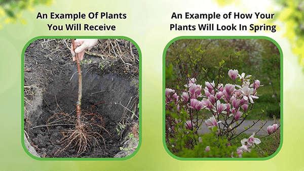 How a bareroot dormant tree transforms to a beautiful greened out plant with foliage in Spring.