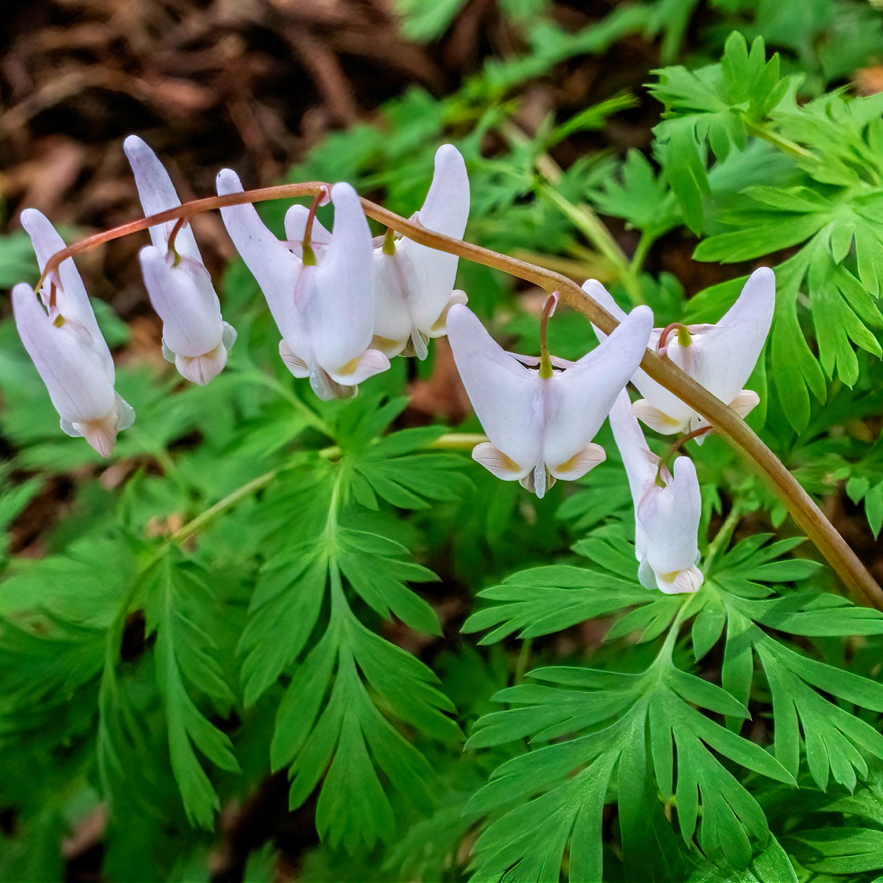 Delicate white Dutchmans breeches flowers with drooping petals and green foliage