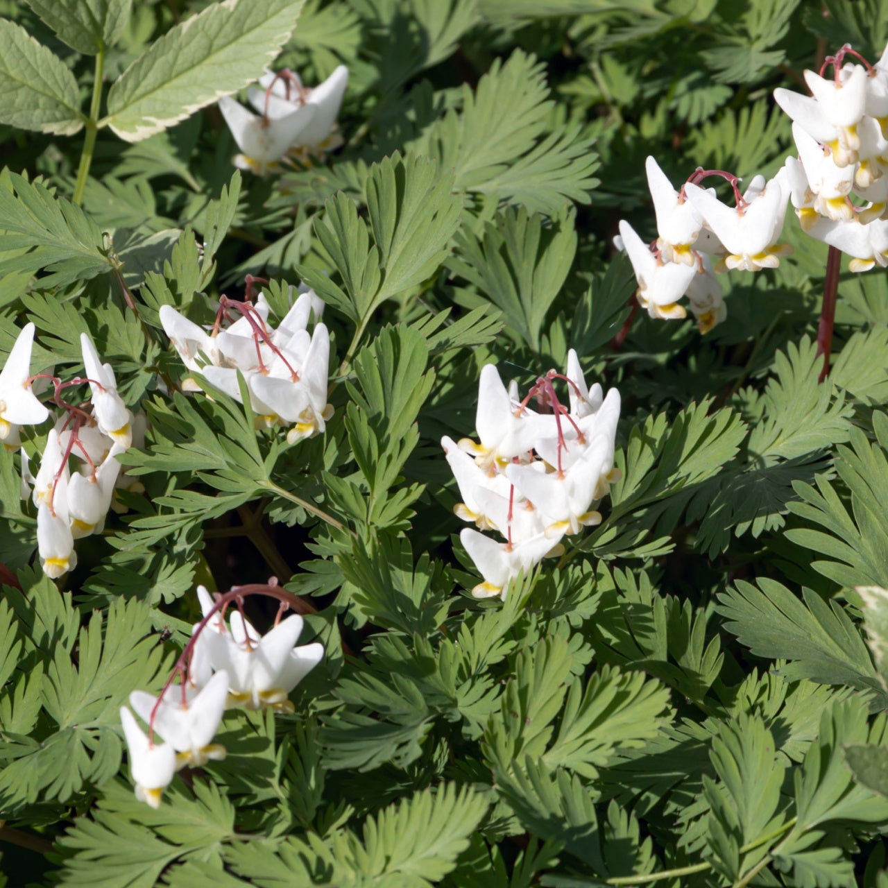 Dutchmans Breeches white bleeding heart flowers with drooping petals in green foliage
