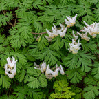 Dutchman’s Breeches: clusters of delicate white bleeding heart flowers on green foliage