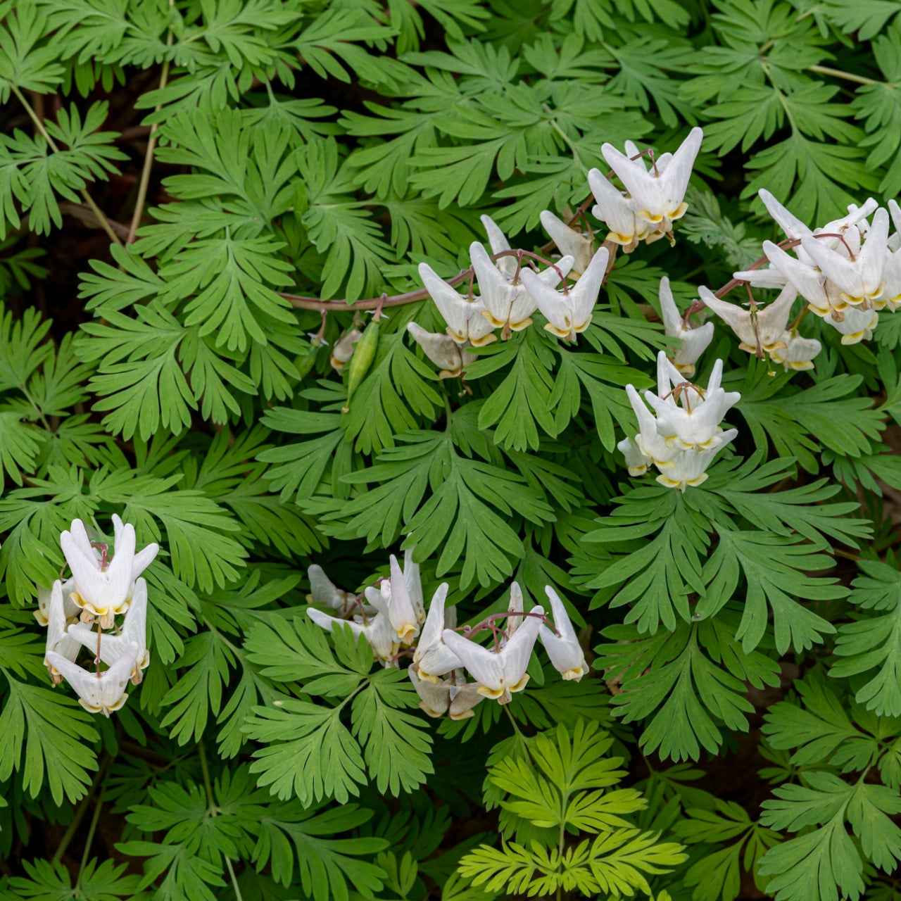Dutchman’s Breeches: clusters of delicate white bleeding heart flowers on green foliage