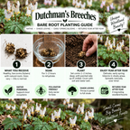 Dutchman's Breeches