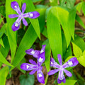 Dwarf Crested Iris: vibrant purple flowers with white centers in lush green foliage