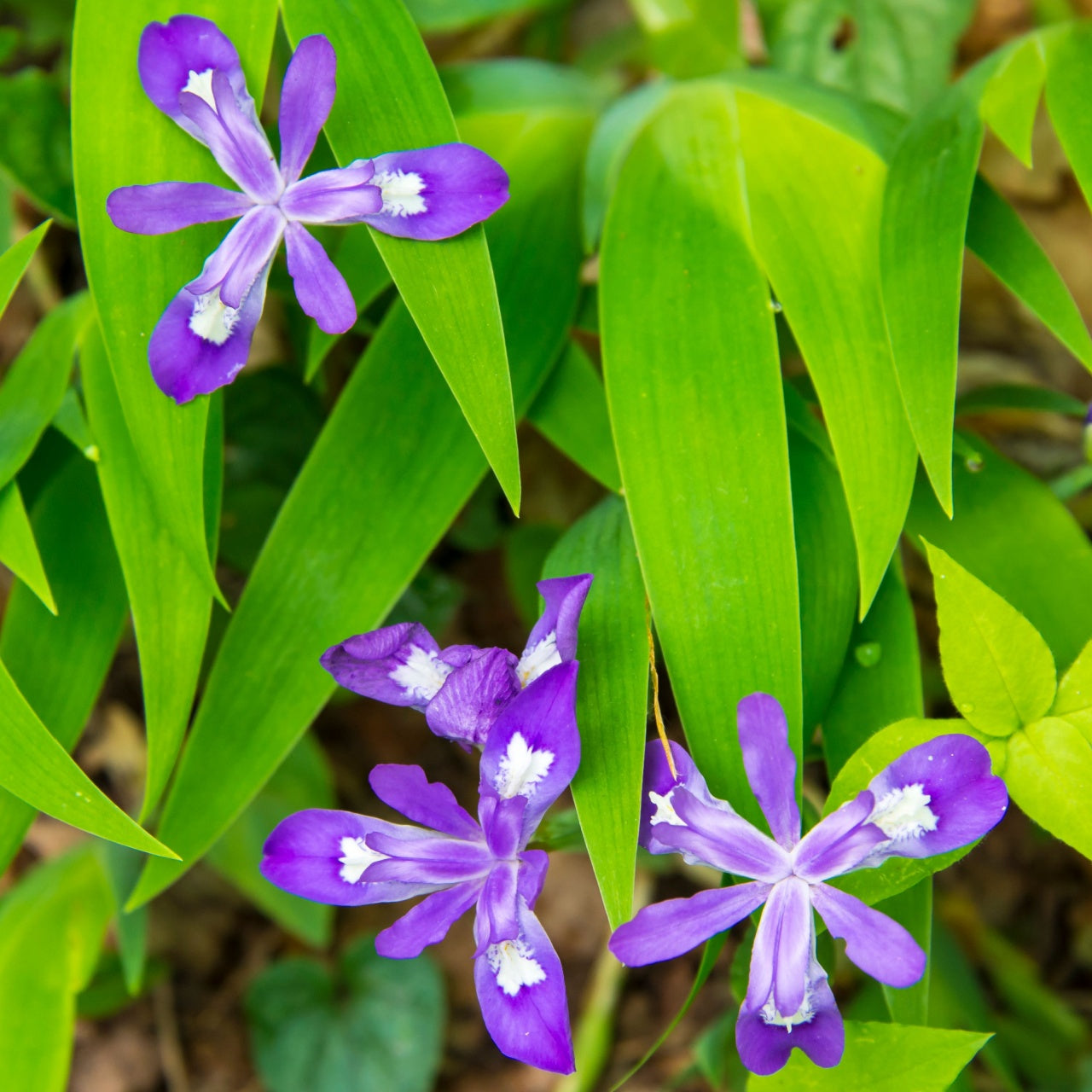 Dwarf Crested Iris: vibrant purple flowers with white centers in lush green foliage