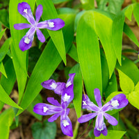 Dwarf Crested Iris: vibrant purple flowers with white centers in lush green foliage