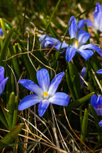 Vibrant blue Dwarf Crested Iris flowers with yellow centers in green grass