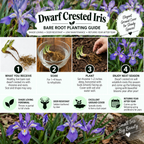 Iris Cristata