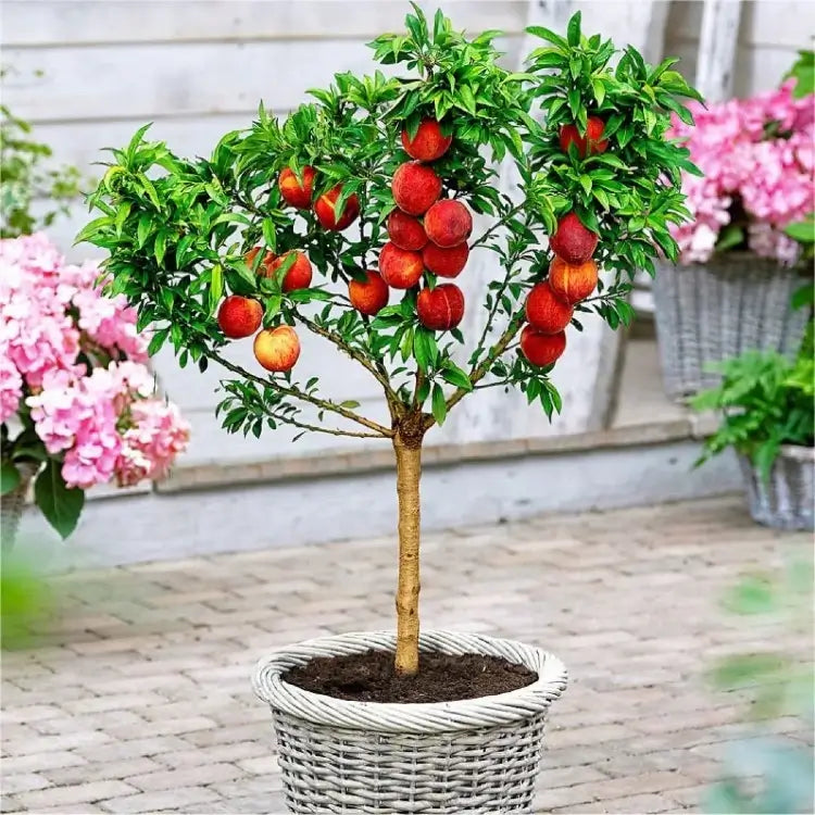 Dwarf Patio Peach Tree in pot with vibrant green leaves and ripe peaches