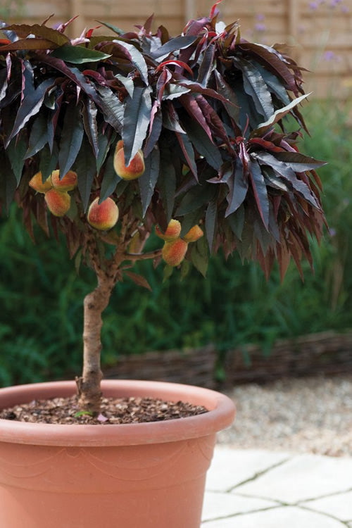 【非売品・希少】PEACH TREE LEDディスプレイ Bonfire Patio Peach Tree – Full Sized Peaches on a Small Tree